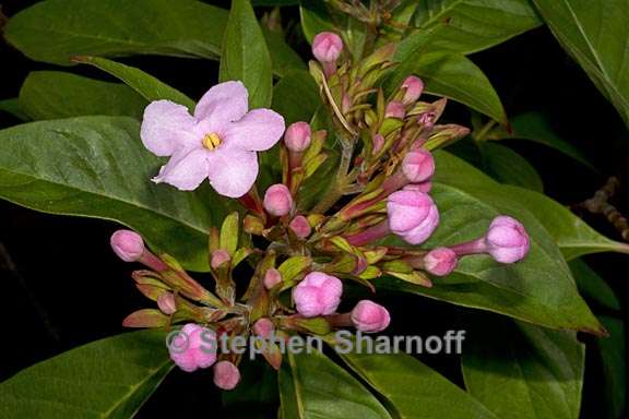 luculia gratissima 2 graphic